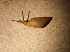 Bulimulus