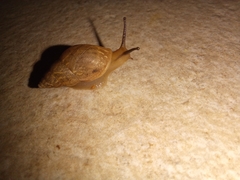Bulimulus