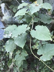Gonolobus erianthus