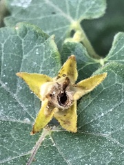 Gonolobus erianthus
