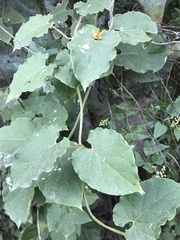 Gonolobus erianthus