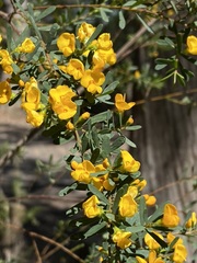 Pultenaea flexilis