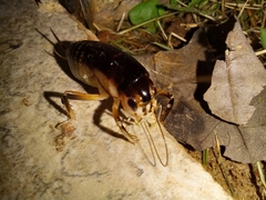 Apotetamenus clipeatus