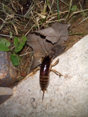 Apotetamenus clipeatus