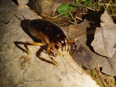 Apotetamenus clipeatus