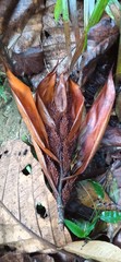 Calameae