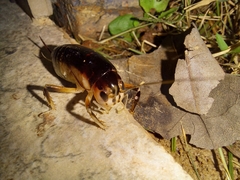 Apotetamenus clipeatus