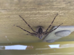 Dolomedes tenebrosus