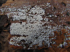 Cyphellaceae