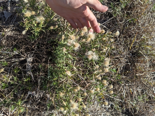 Image of Baccharis texana by (c) Cleveland Powell, some rights reserved (CC BY)