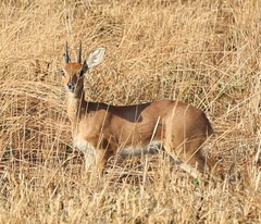 Raphicerus campestris neumanni