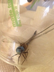 Rhionaeschna multicolor