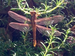 Libellula croceipennis