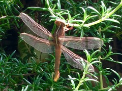 Libellula croceipennis