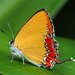 Lycaenidae - Photo (c) portioid, alguns direitos reservados (CC BY-SA), uploaded by portioid
