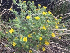 Grindelia integrifolia