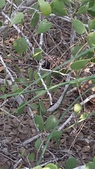 Heloderma suspectum suspectum