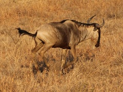 Connochaetes taurinus albojubatus