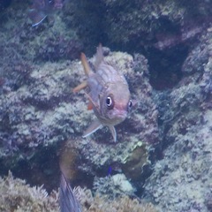 Neoniphon suborbitalis