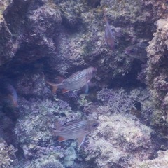 Neoniphon suborbitalis