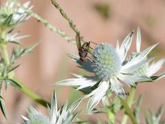 Eryngium heterophyllum