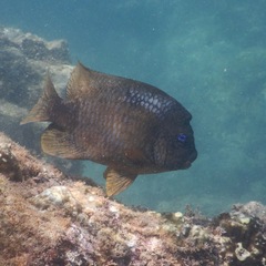 Microspathodon bairdii