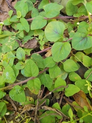 Lysimachia tashiroi