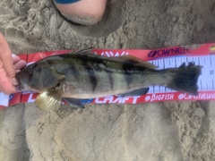 Paralabrax nebulifer