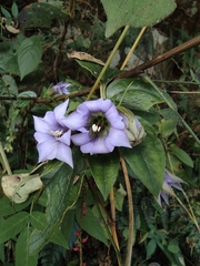 Tripterospermum chinense