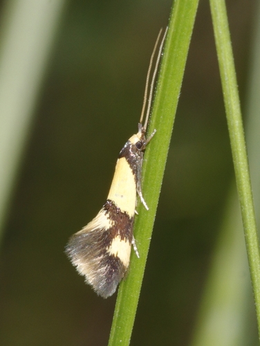 Opogona comptella