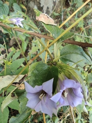 Tripterospermum chinense