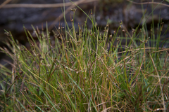Isolepis setacea
