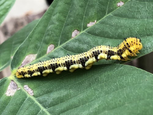 Orange-barred Sulphur