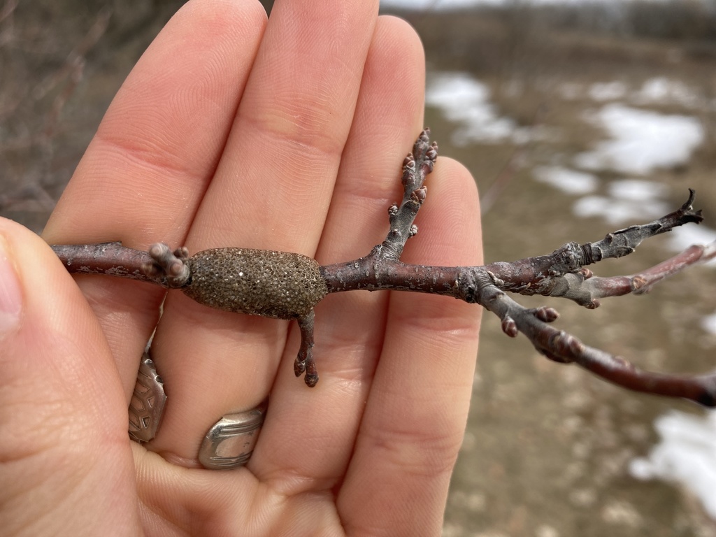 Eastern tent caterpillar moth (Malacosoma americana)