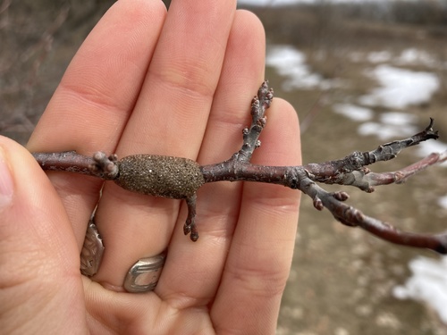 Eastern Tent Caterpillar Moth photo 4