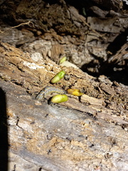 Aloeides thyra thyra