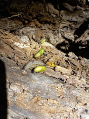 Aloeides thyra thyra