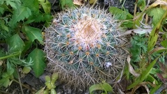 Mammillaria rhodantha