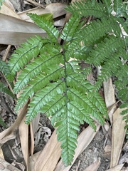 Arachniodes pseudoaristata