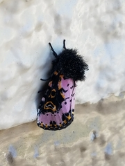 Xanthopastis regnatrix