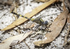 Orthetrum boumiera