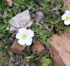 Nierembergia calycina