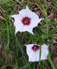 Convolvulus laciniatus