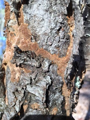 Phellinus betulinus