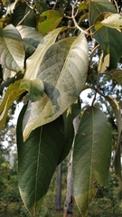 Terminalia chebula