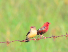 Red Avadavat photo 4