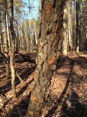 Phellinus betulinus