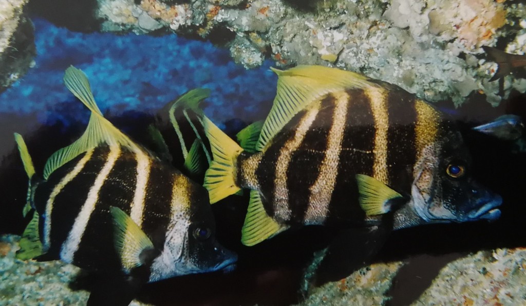 Striped Boarfish