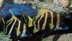Striped Boarfish photo 1