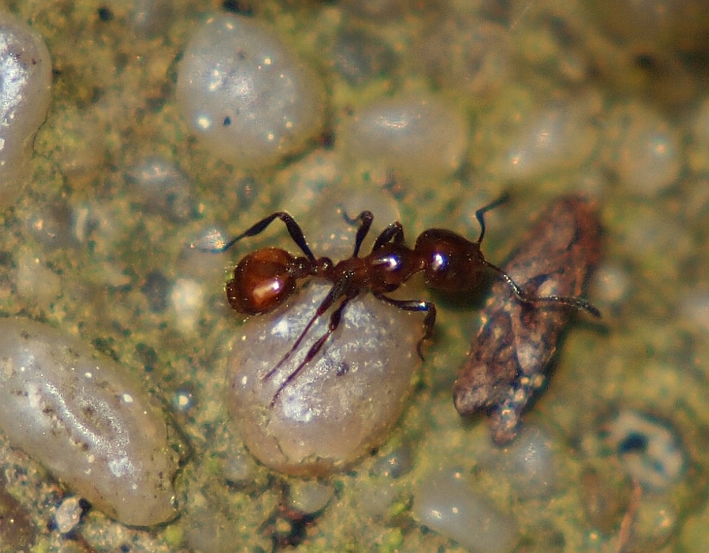 Chelaner antarcticus